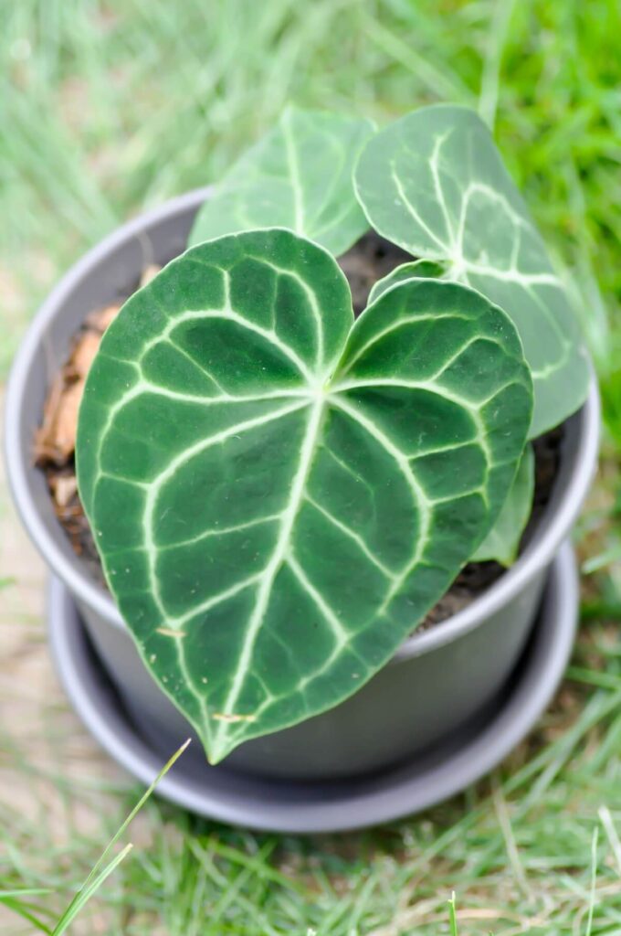 Hur man tar hand om Anthurium crystallinum hemma