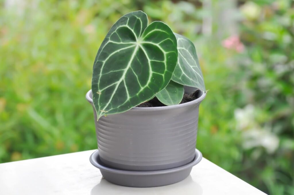 Hur man odlar Anthurium crystallinum hemma