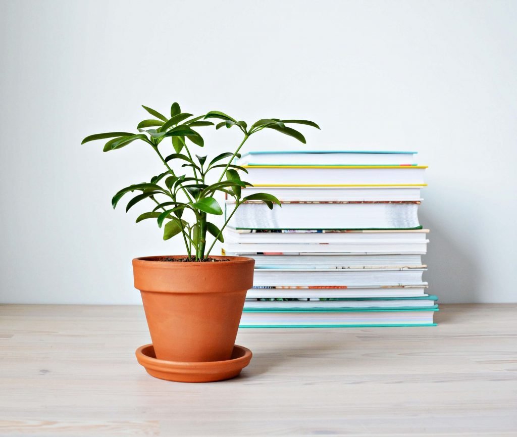 How to Grow Umbrella Plants at Home