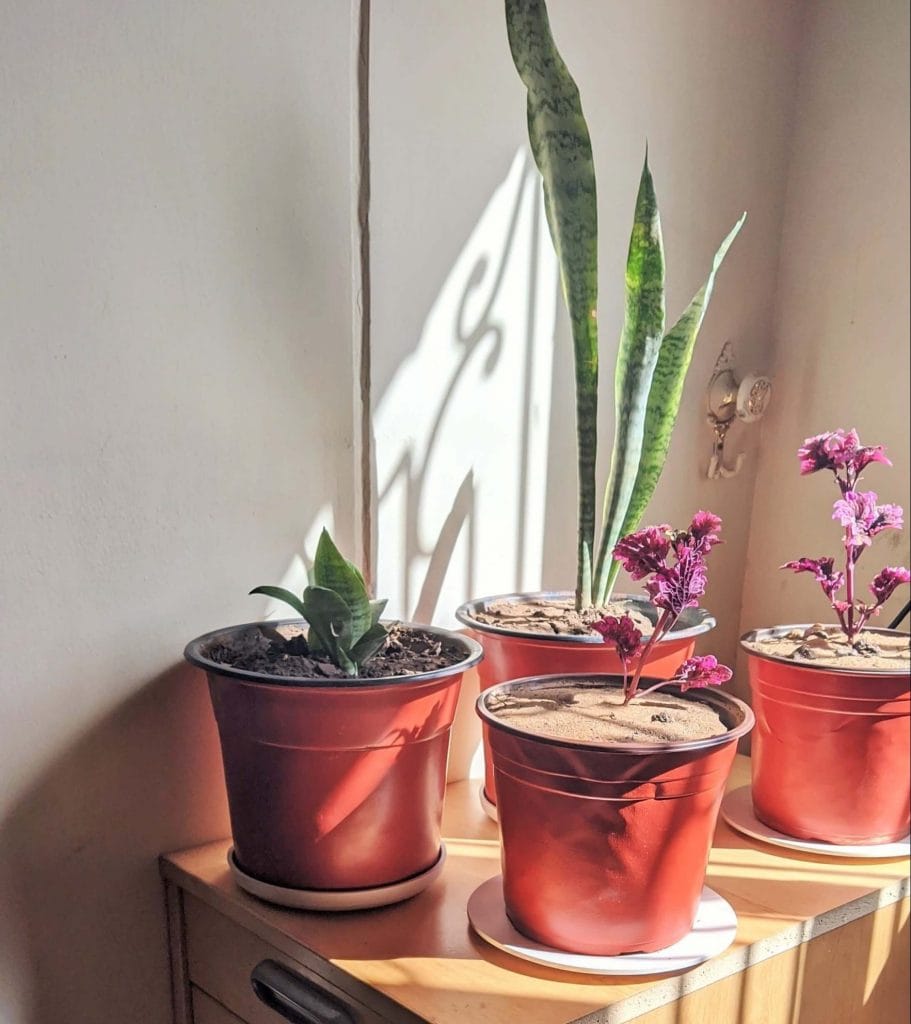How to grow snake plants