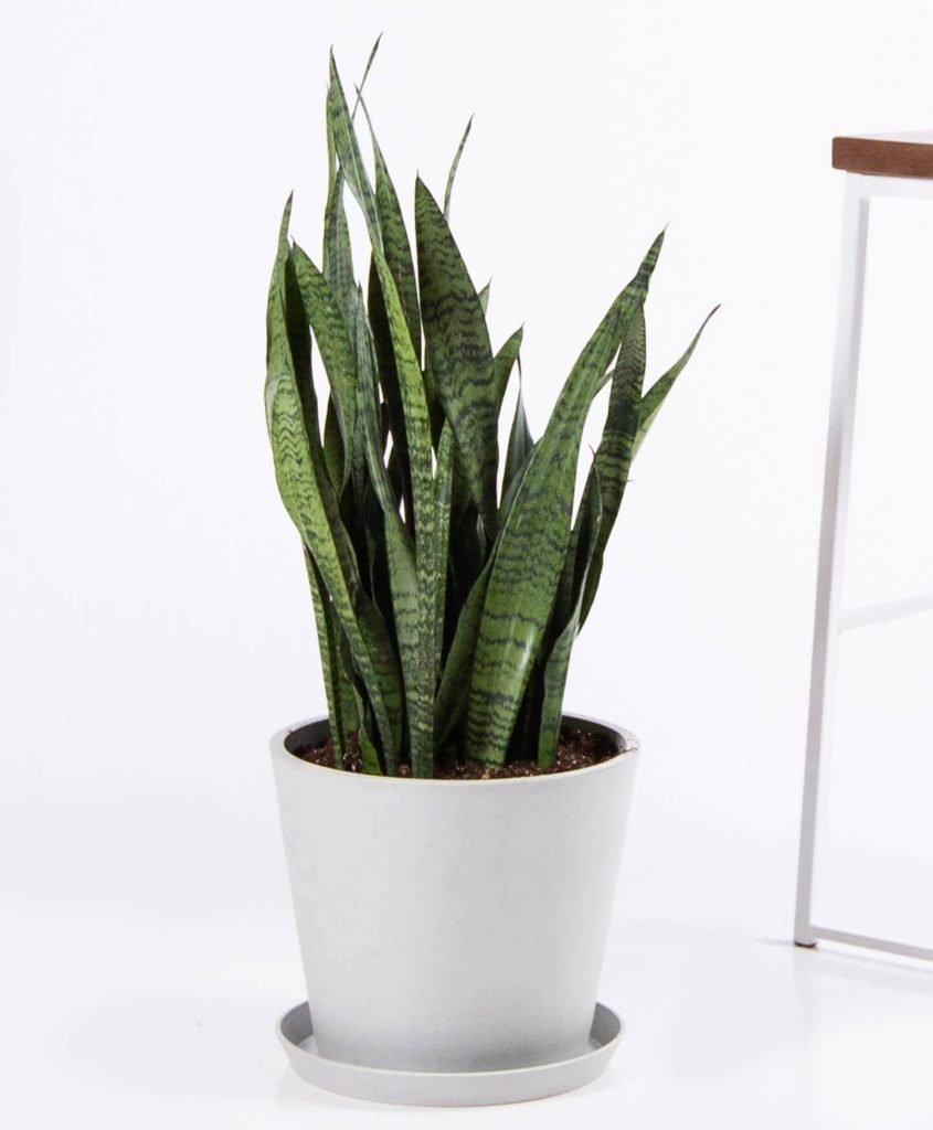 Popular Varieties of Snake Plants