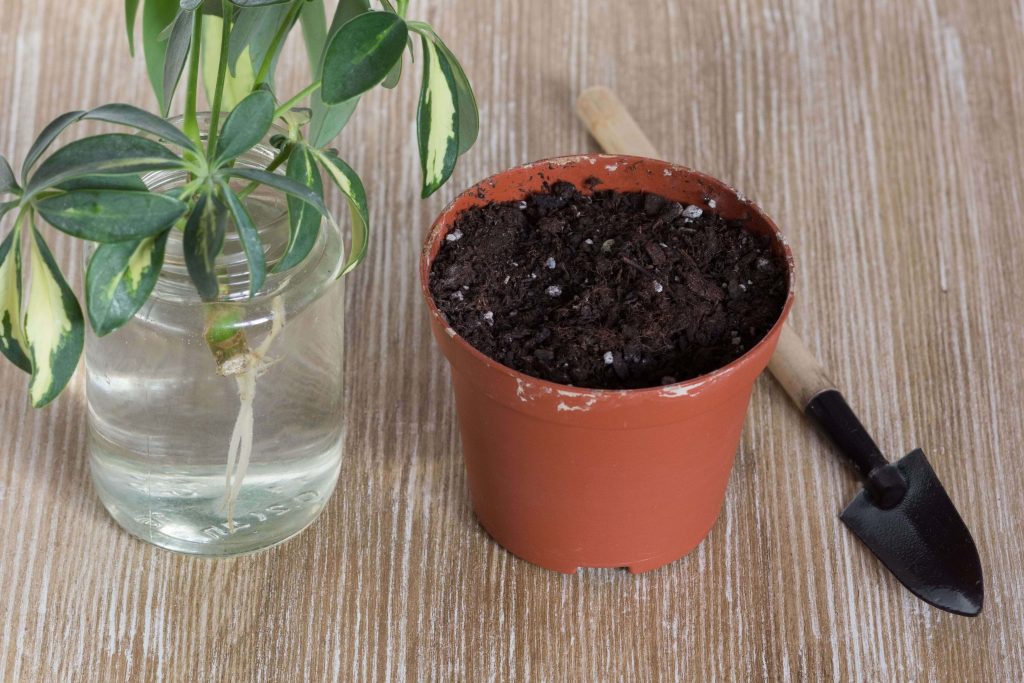 How to propagate Umbrella Plants
