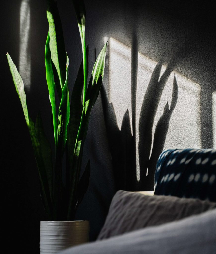 Snake plant light preferences