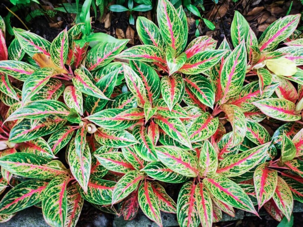 Ideal temperature and humidity for Aglaonema plants