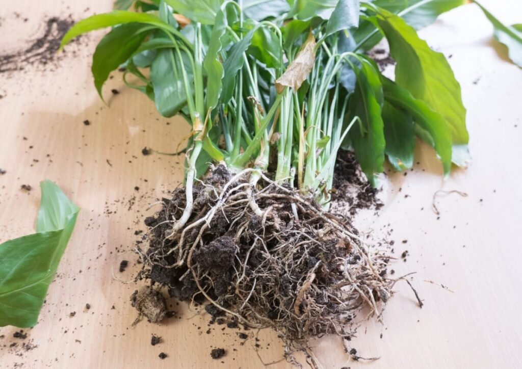 Important considerations when propagating a peace lily plant