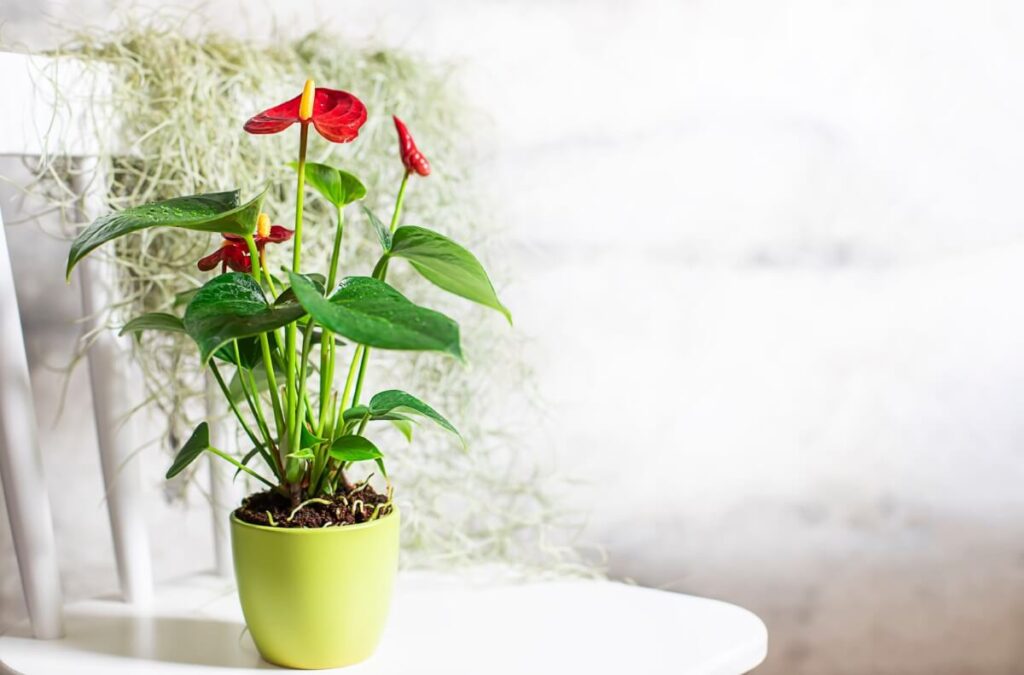 Advantages of anthurium plant - Low maintenance and easy care