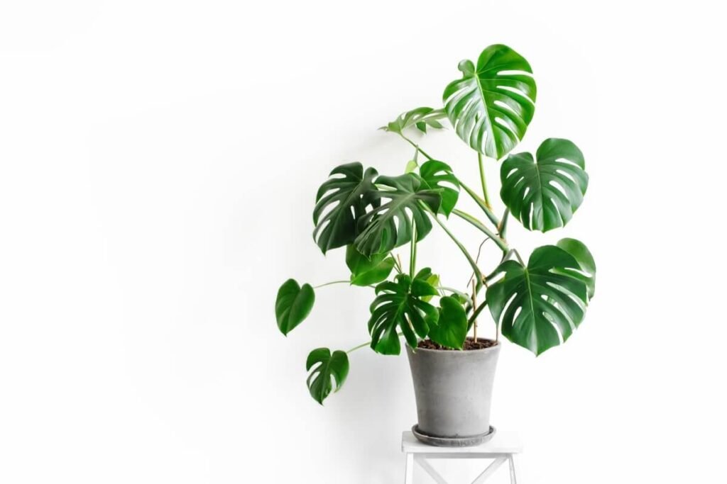 Monstera Plants and Feng Shui