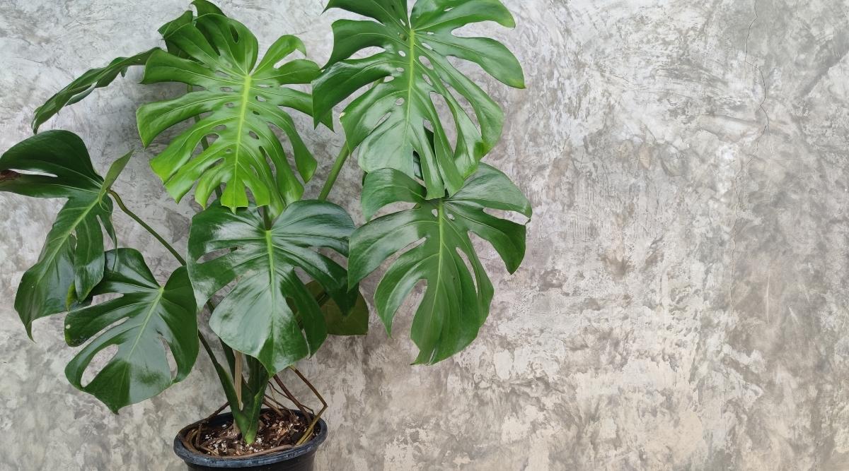 Monstera deliciosa