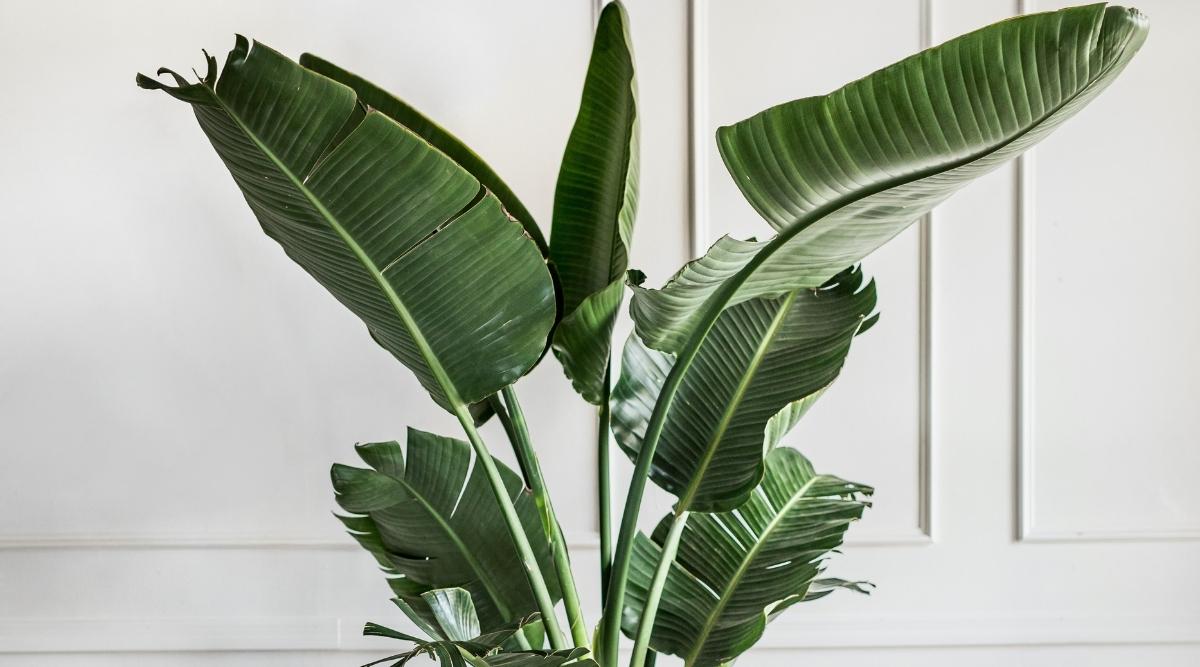 Musa