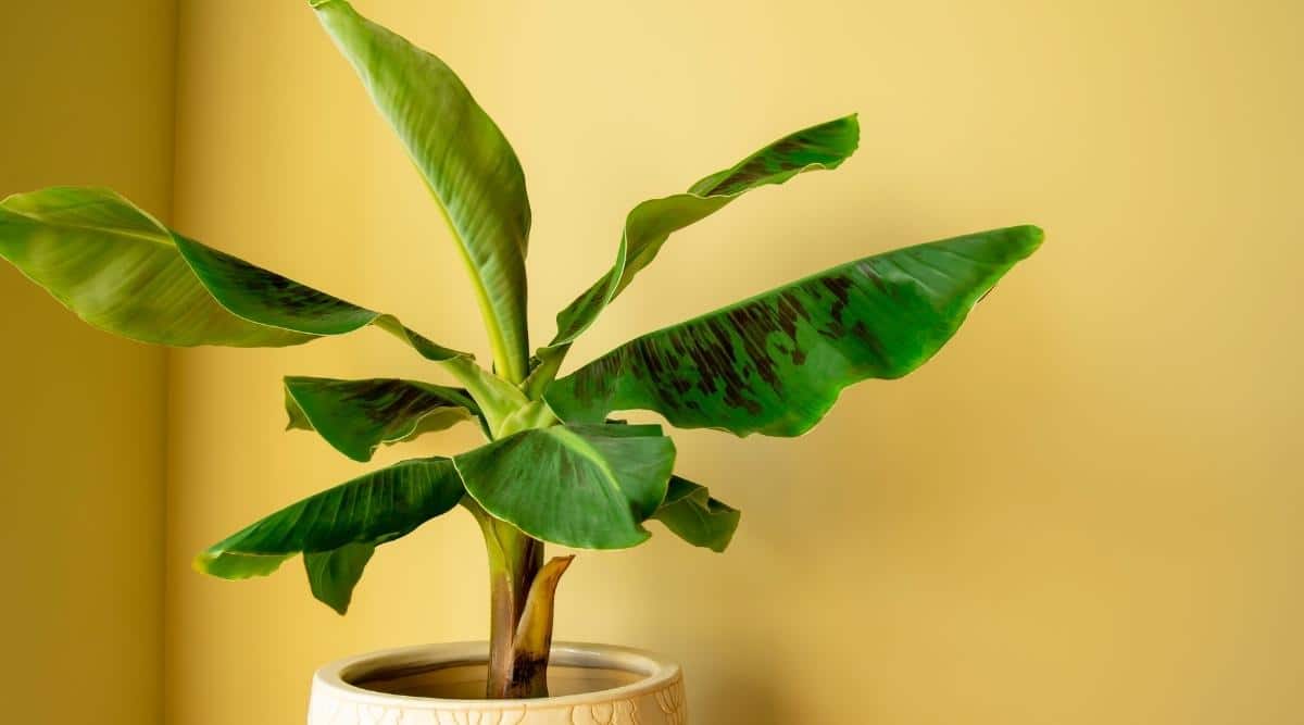 Musa Tree