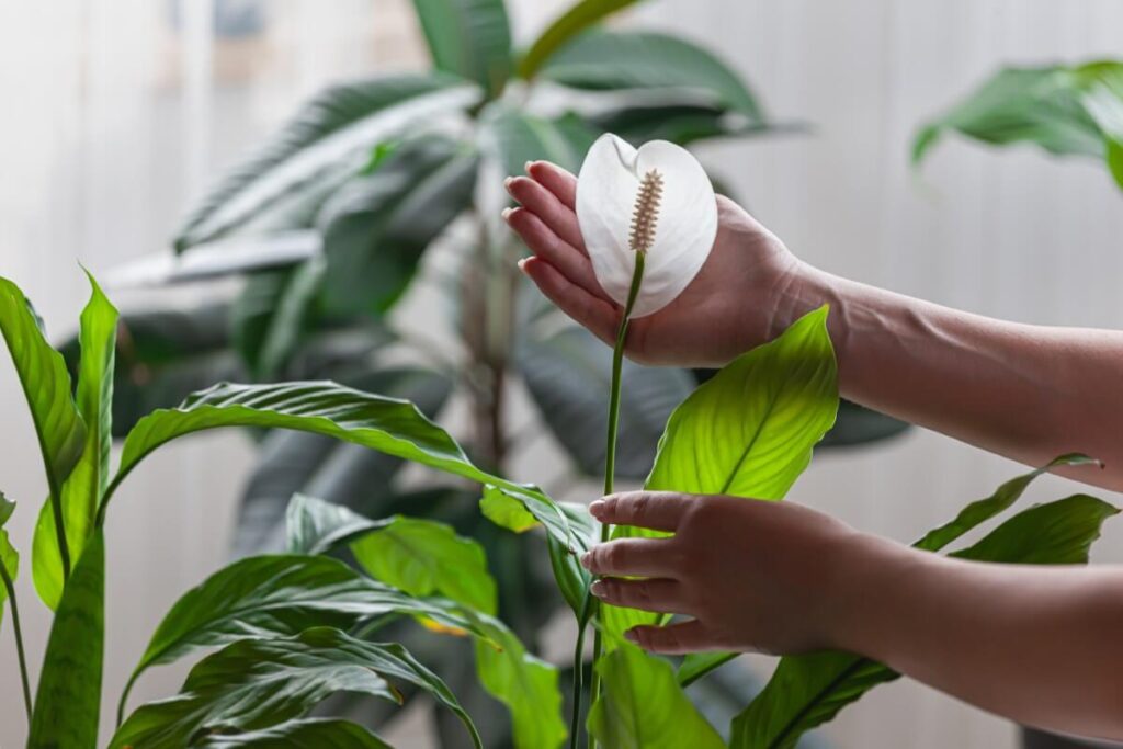 Peace Lily Growth Expectations