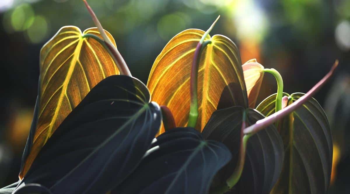 Close-up of indoor plant leaves. The leaves are dark green in color, with a velvety texture and thin white veins. The plant is illuminated by the midday sun. The background is blurry.