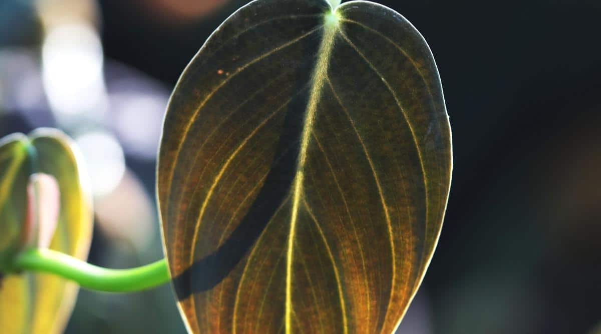 Close-up of a houseplant leaf. The leaf is dark green in color, with a velvety texture and thin white veins. The plant is illuminated by the midday sun. The background is blurry.