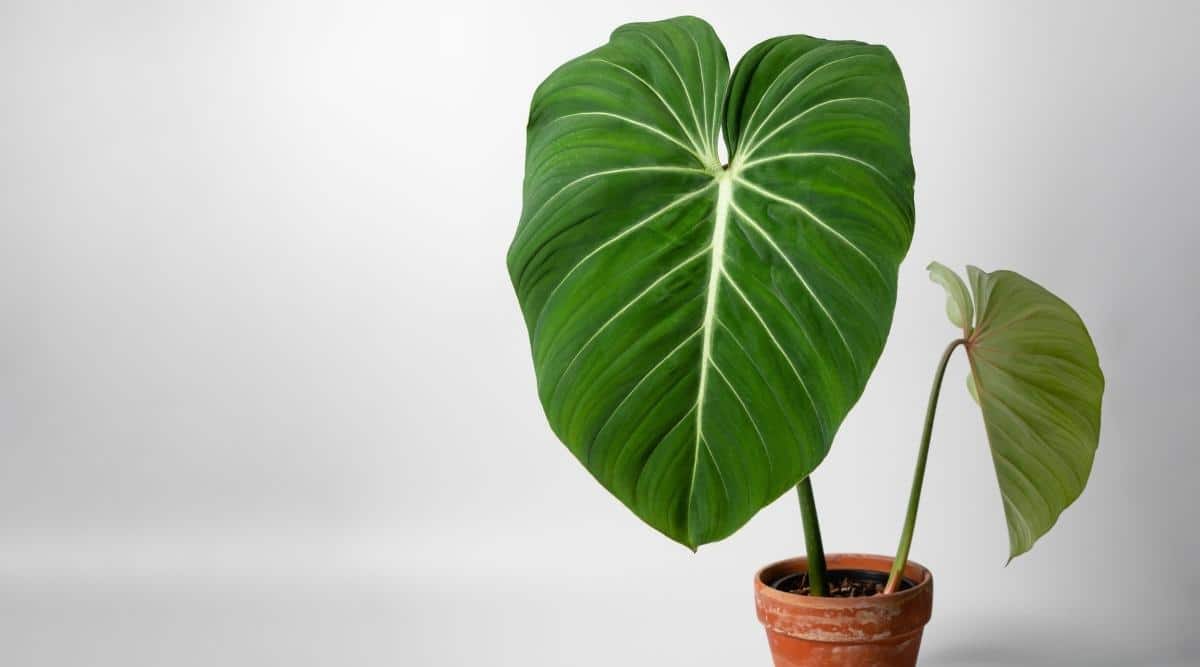 Philodendron Gloriosum