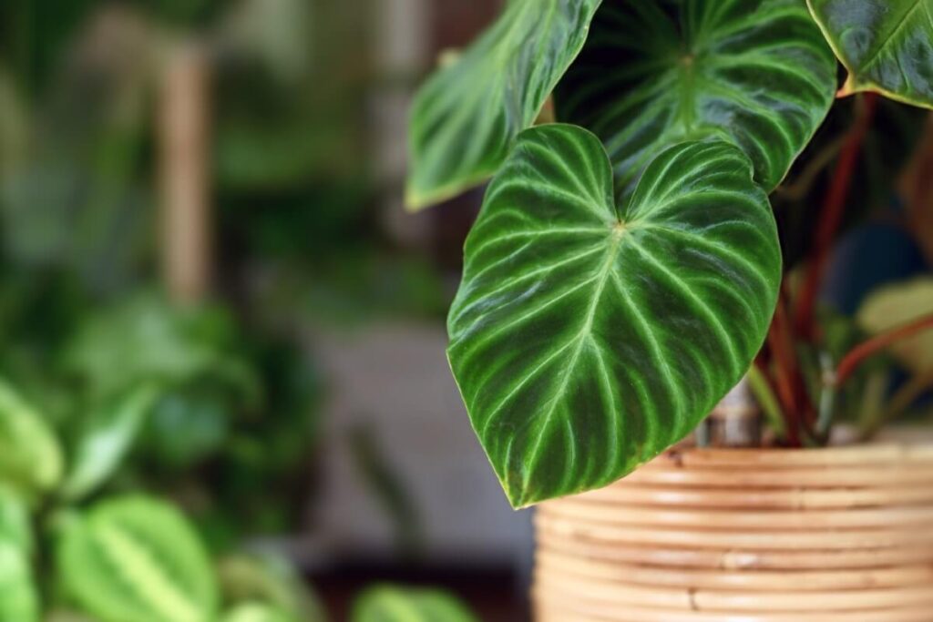Las plantas de filodendro pueden estimular una mejor productividad