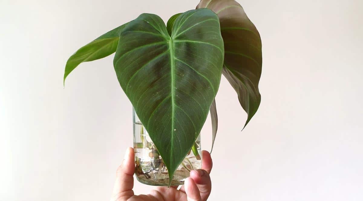 Close-up of four cuttings of Philodendron Gigas with leaves in a clear glass of water for growing roots. The glass is held by one female hand. The leaves are large, heart-shaped, dark green in color with light green thin veins and a velvety texture. The background is white.
