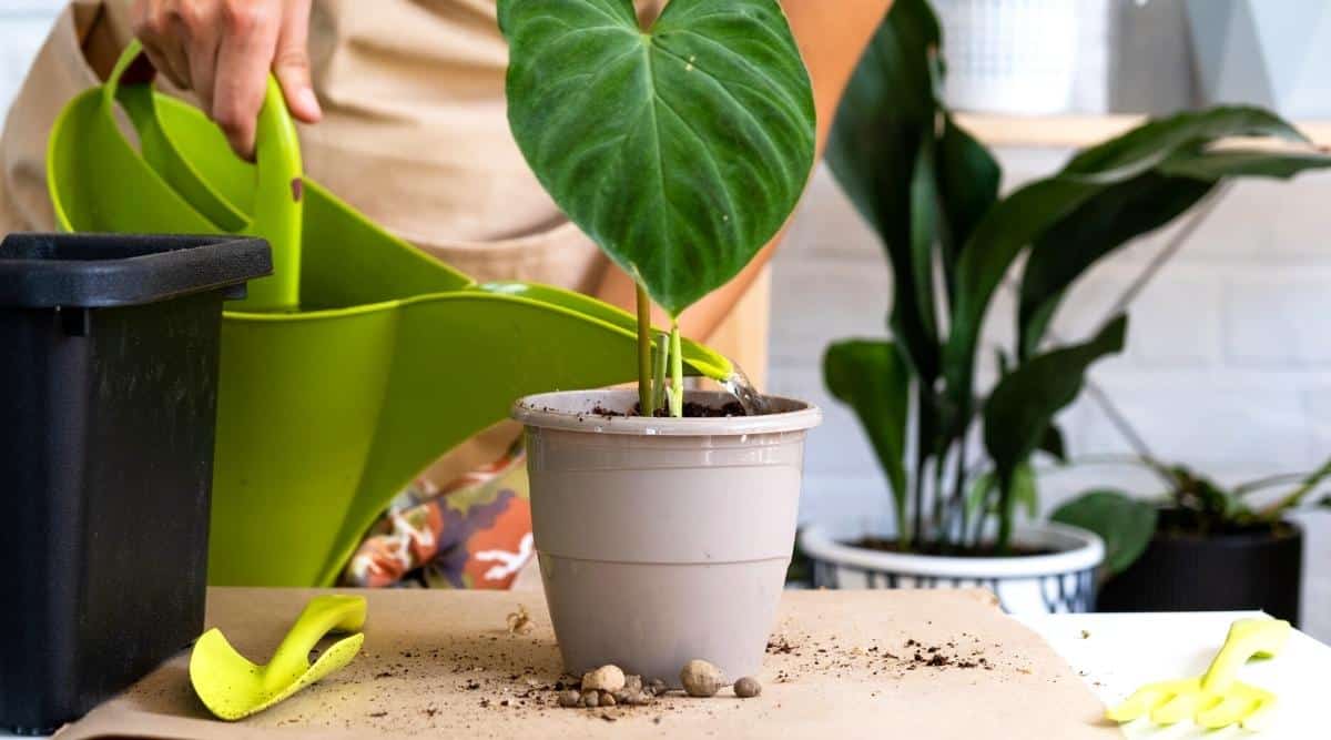 A woman in a beige apron is watering a Philodendron Gigas from a bright green plastic watering can. Close-up of two hands, one of which is wearing a gardening glove, and holding a green watering can. On a table covered in white kraft paper is a gray flower pot with freshly planted Philodendron Gigas, a pair of drainage stones, gardening gloves, a yellow plastic spatula, and a yellow plastic rake. Also on the table is lightly scattered black soil and a large black flower pot. In the slightly blurred background, there are two large indoor flowers in pots.
