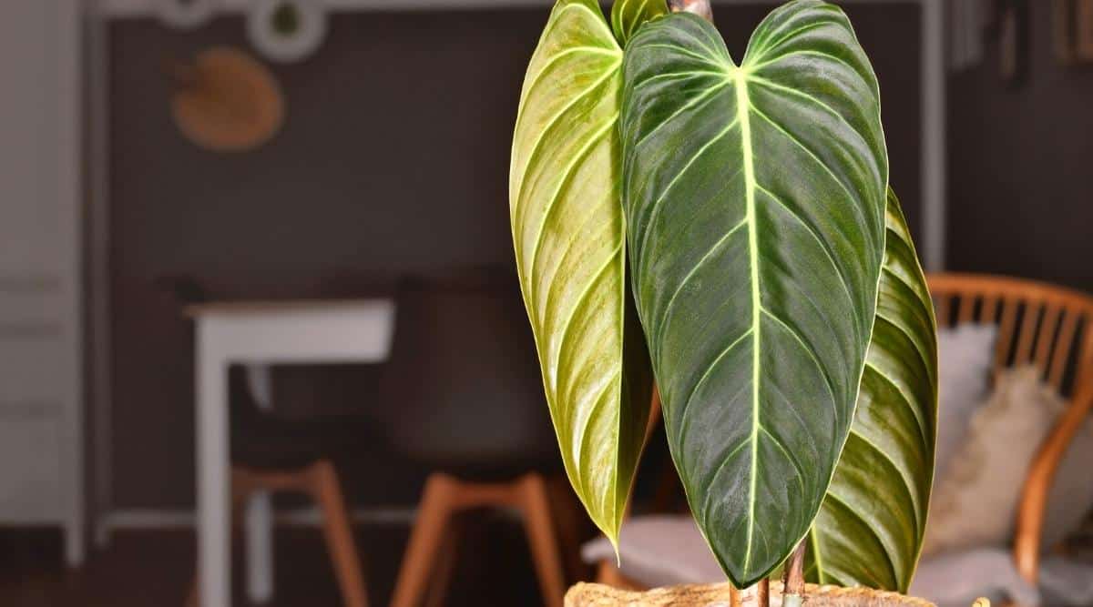 Close-up of the leaves of a tropical houseplant. The leaves are dark green in color, with a velvety texture and thin white veins. The plant is in a flower wicker pot. In the background is a living room in which there is a white desk, two black chairs with wooden legs. To the left of the table is a wooden bench-sofa with soft gray pillows. There are pictures on the gray walls.