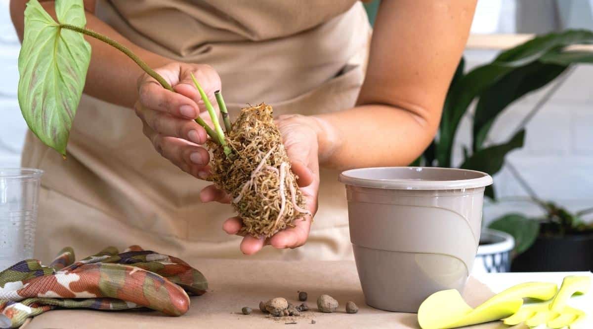 A woman in a beige apron holds a rooted sprout with one green leaf in her hands. On a white kraft paper-covered table there are a gray flower pot, a couple of drainage stones, a yellow plastic rake and spatula, camouflage gardening gloves, and a clear plastic cup. In the slightly blurred background, there are two large indoor flowers in pots.