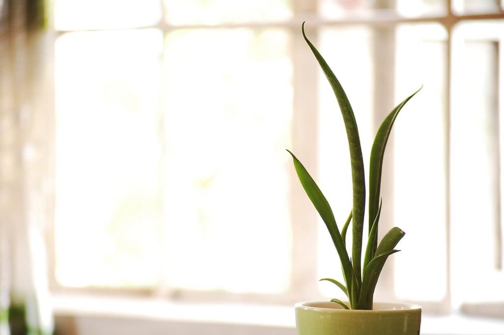Popular varieties of snake plants