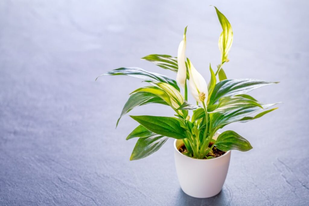 Peace Lily Care after Propagation and Tips for Propagation Success