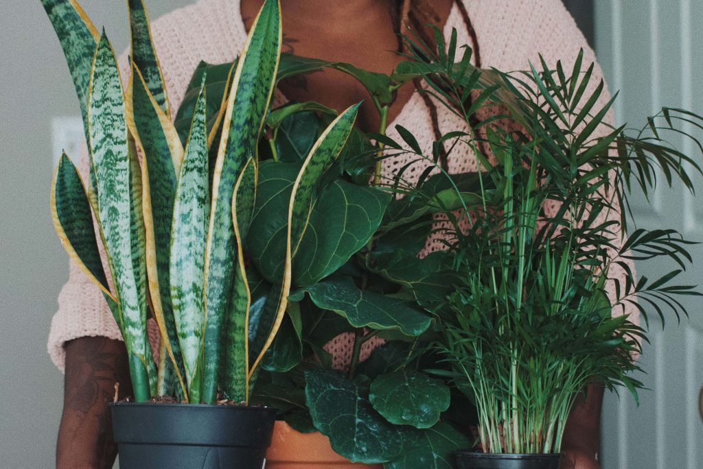 How to care for snake plants