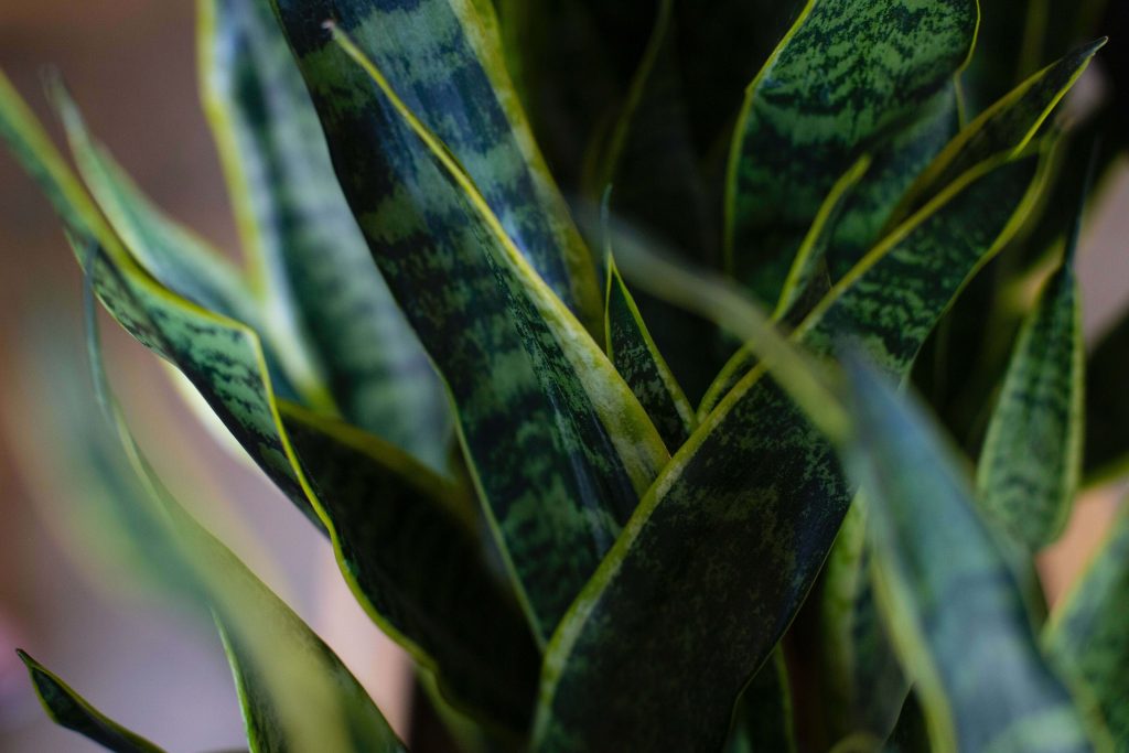 Snake plants meaning and symbolism