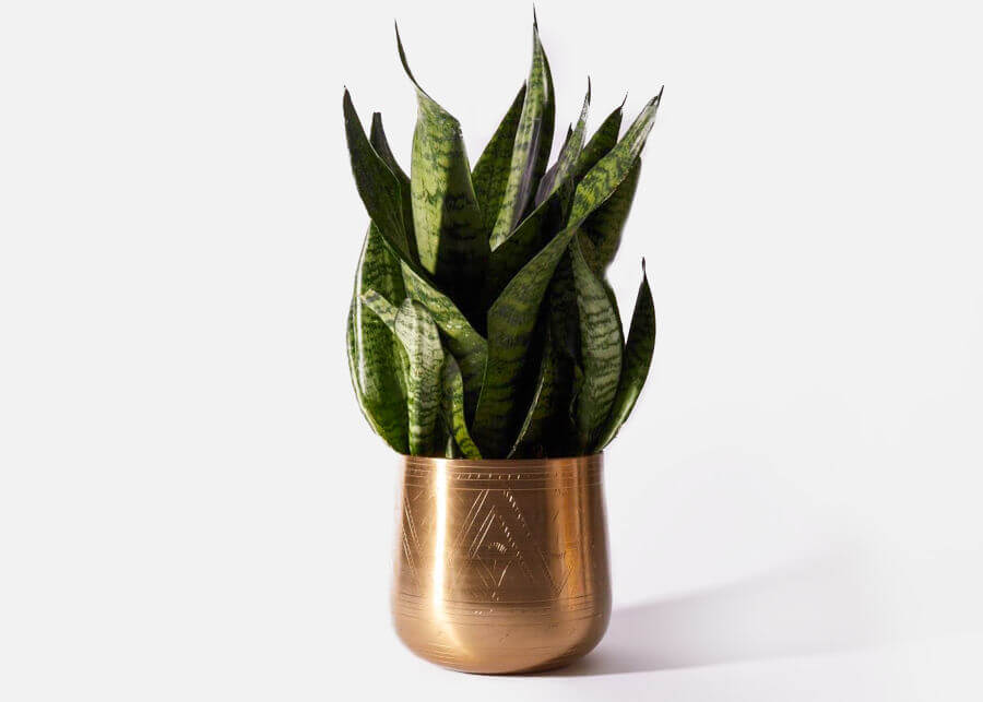 Snake Plants from UrbanStems