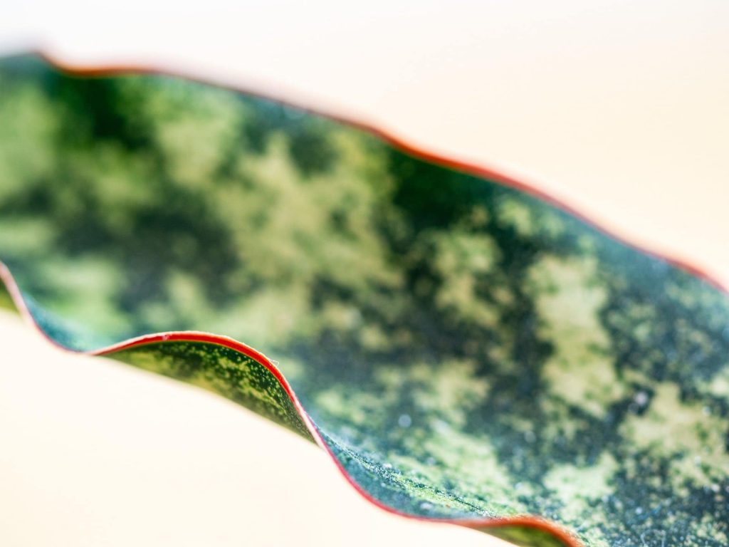 Snake plants toxicity