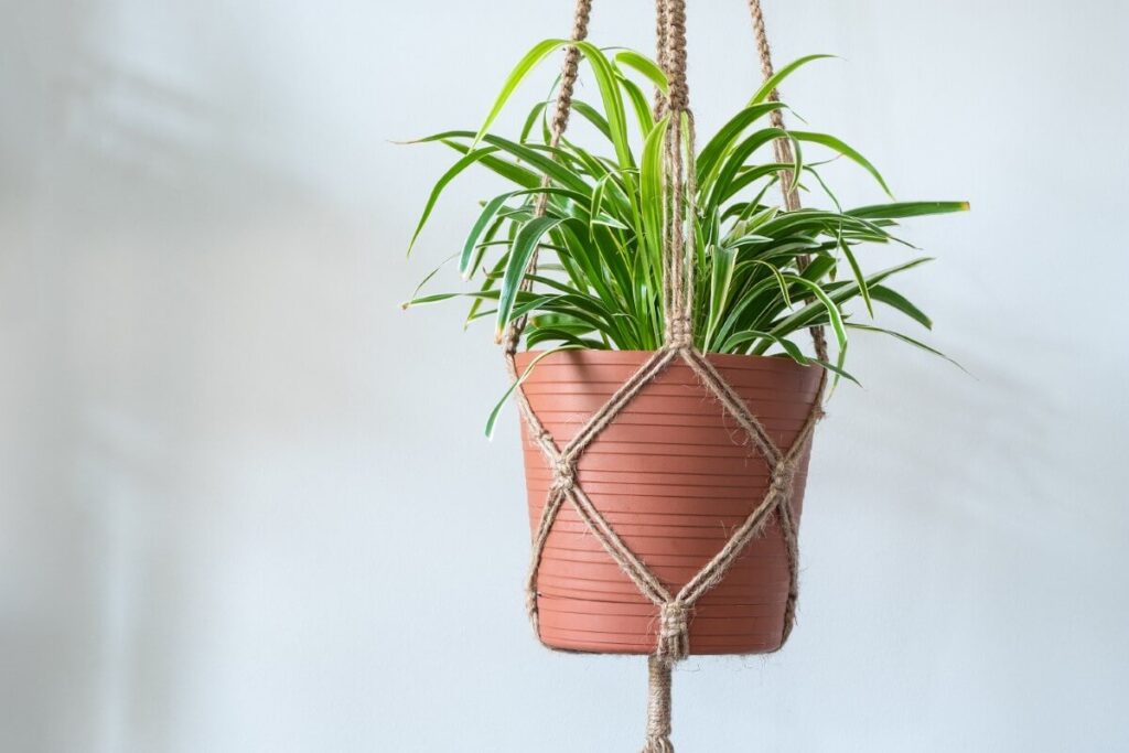 Spider plants and Feng Shui
