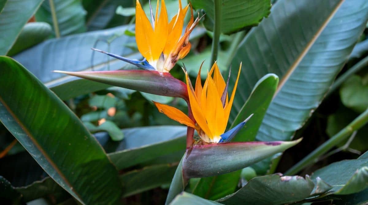 Strelitzia reginae