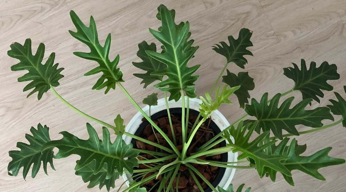 Thaumatophyllum Xanadu
