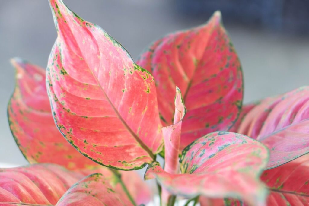 The best light exposure for Aglaonema plants indoors