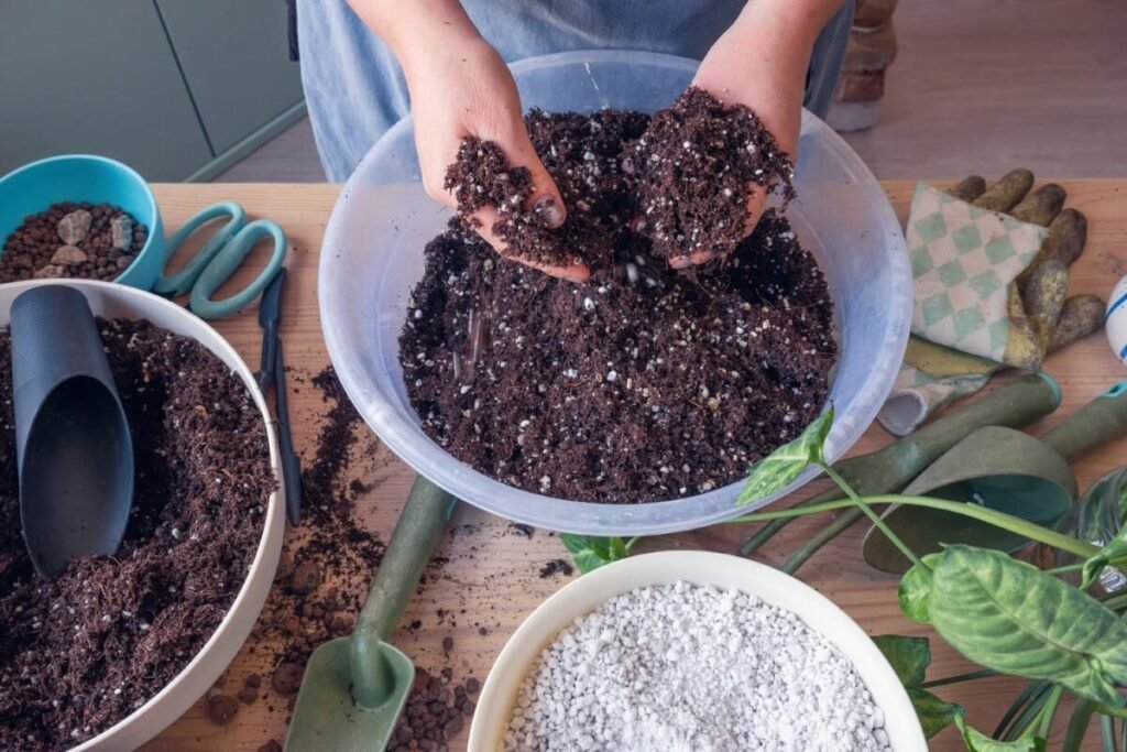 Den bästa jordblandningen för Anthurium crystallinum