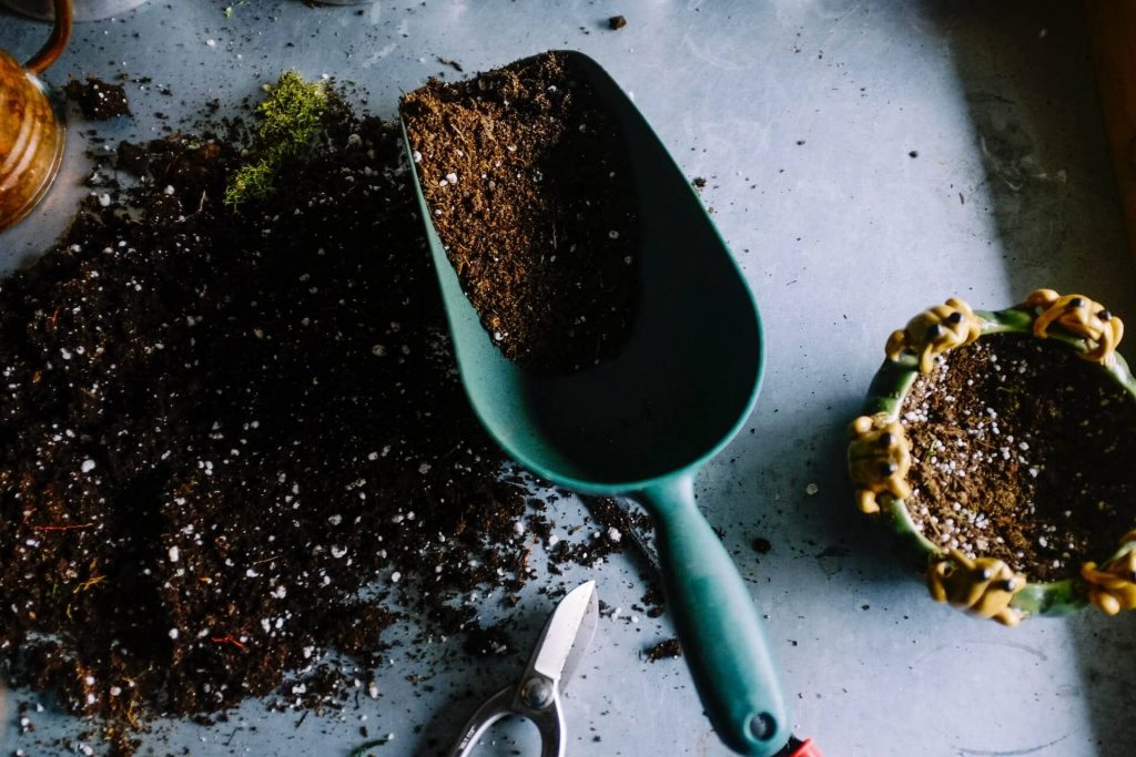 The Best Soil mix for Umbrella Plants