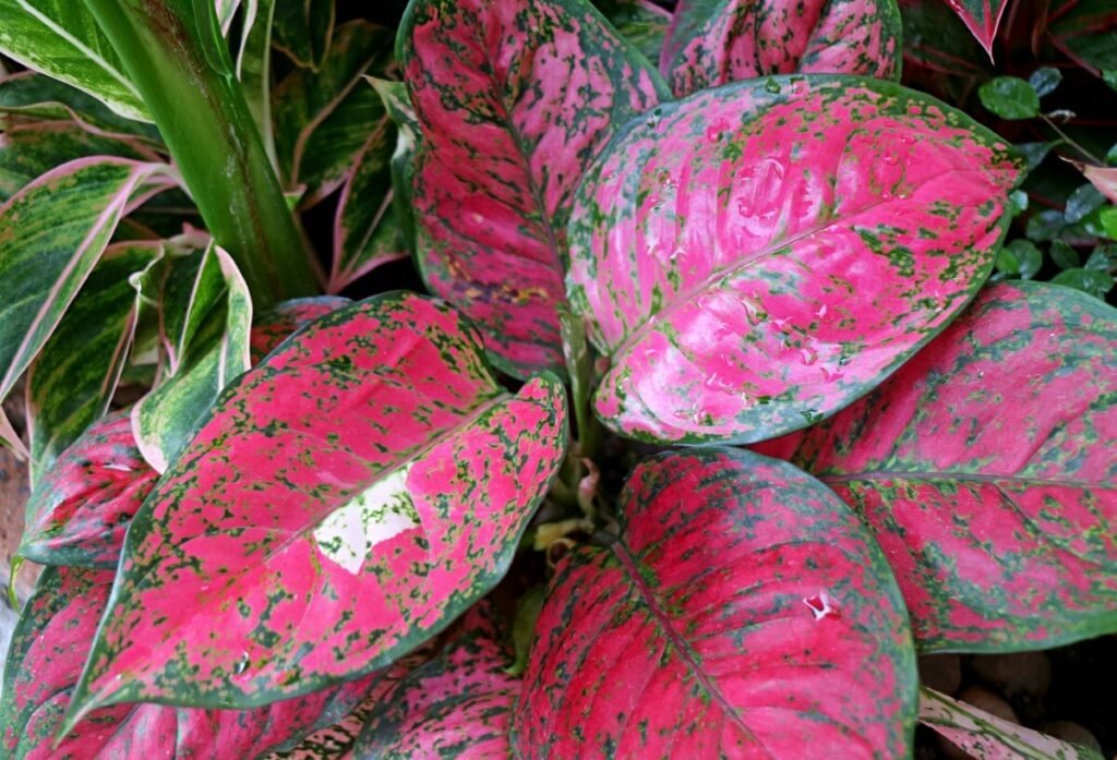 Typical temperature and humidity ranges Aglaonema plants receive in their native habitats