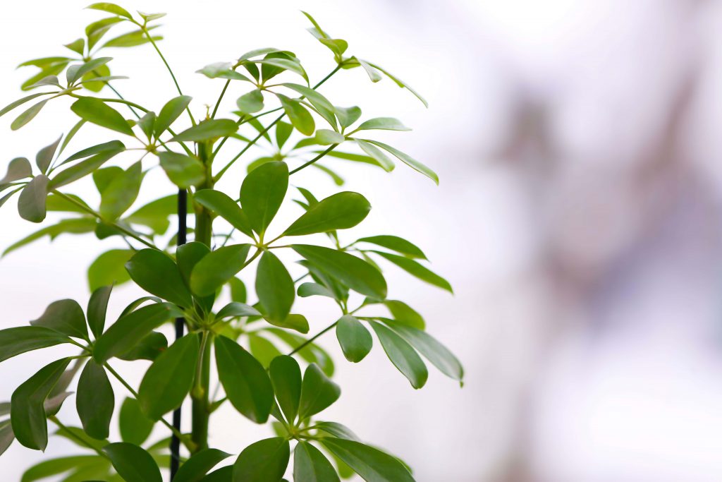 Umbrella Plant Care at Home