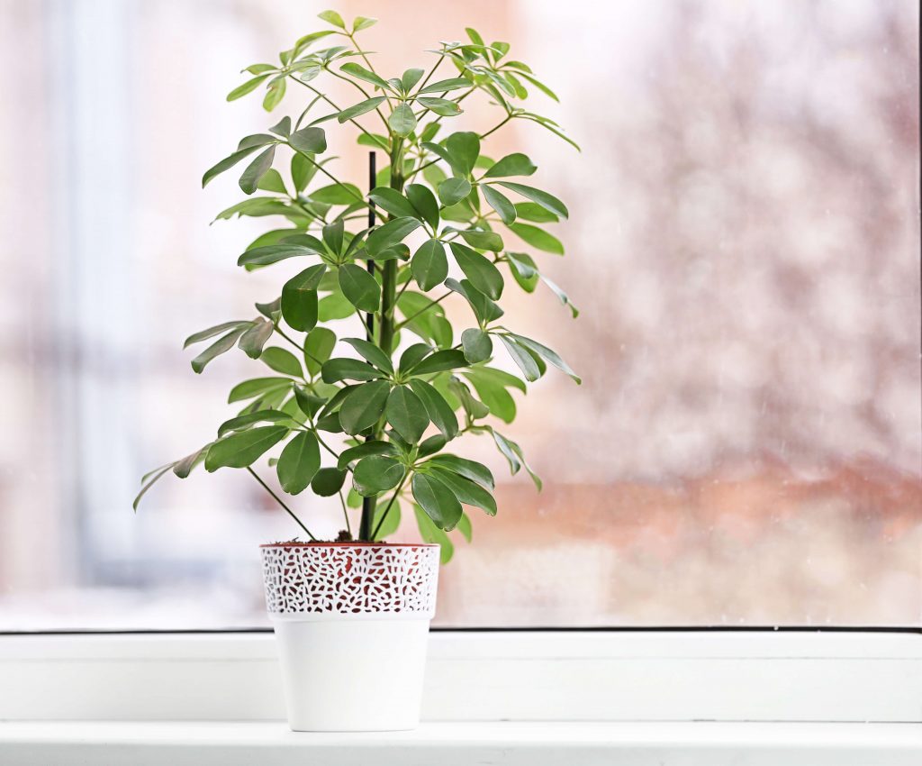 Umbrella Plant Light Preferences