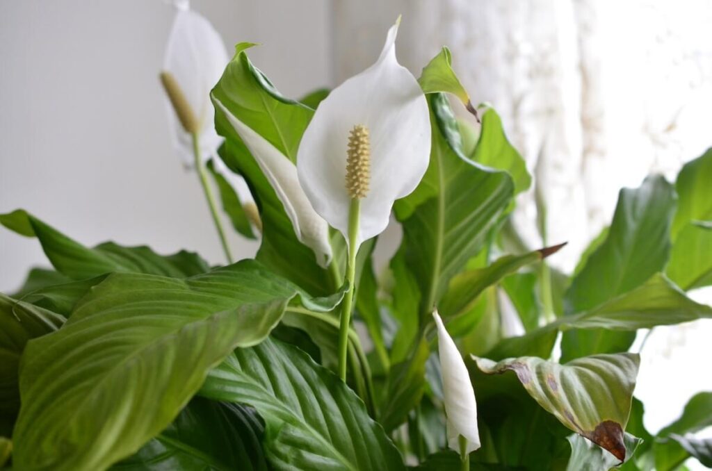 What is a Peace Lily Plant?