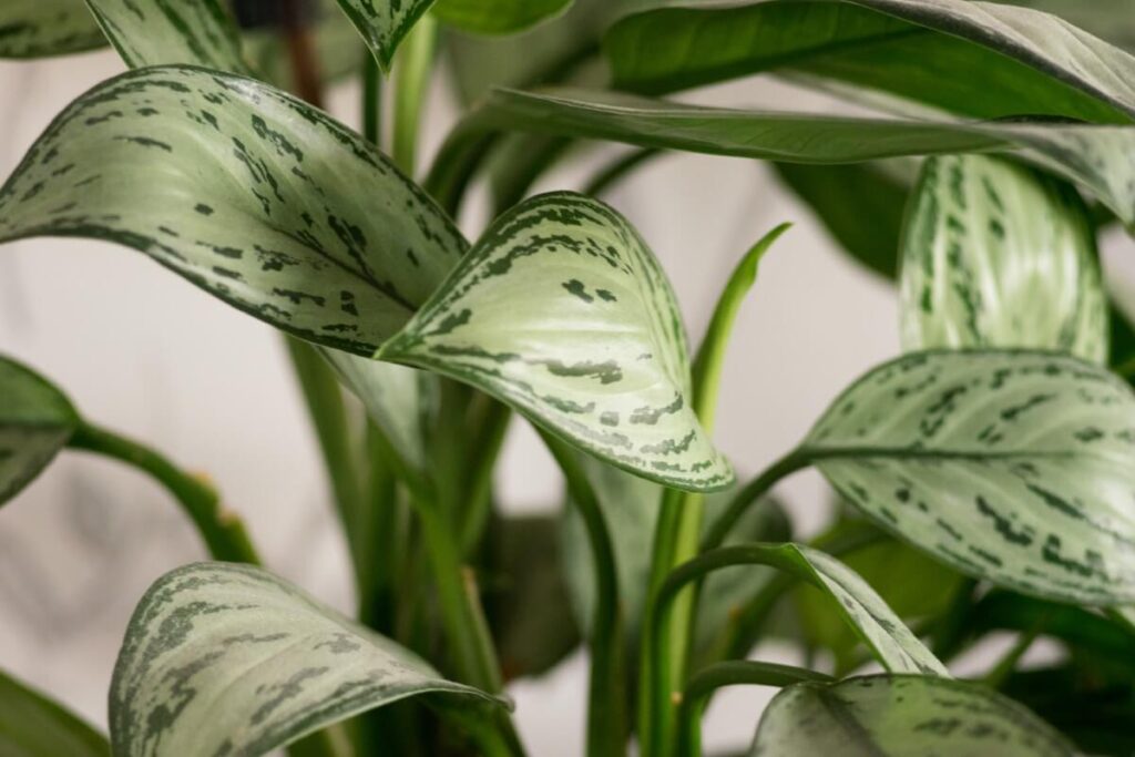 Where not to place Chinese evergreens in the home