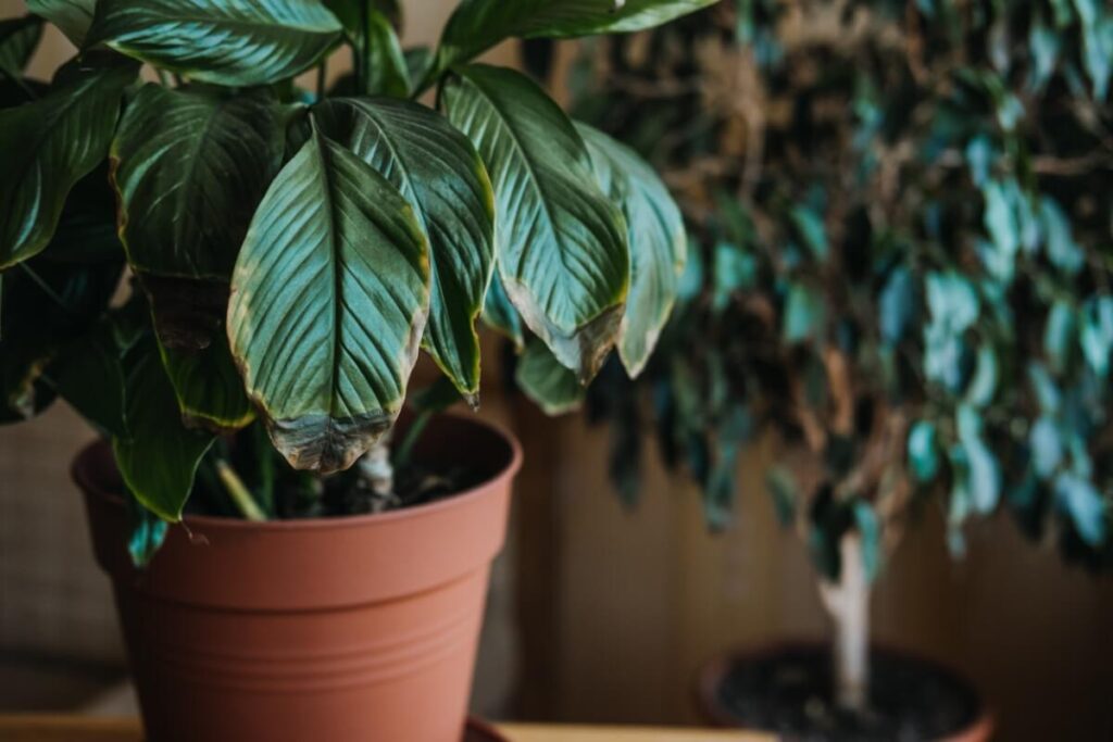 Where not to place croton plants in the home