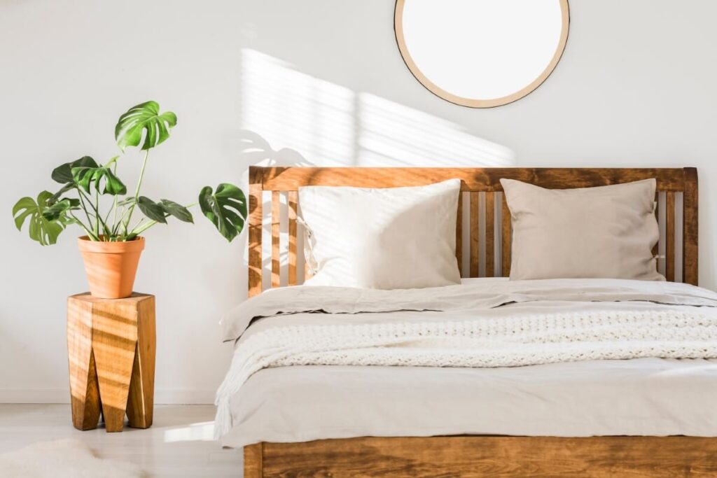 Where not to place Monstera plants in the home
