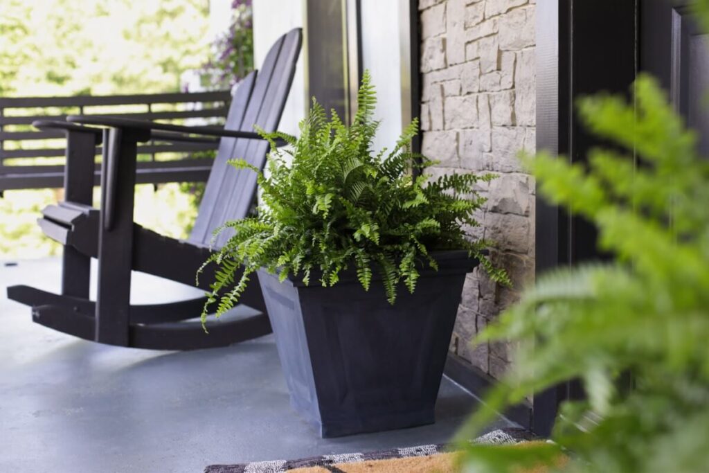 Where to Place Boston Ferns Outside