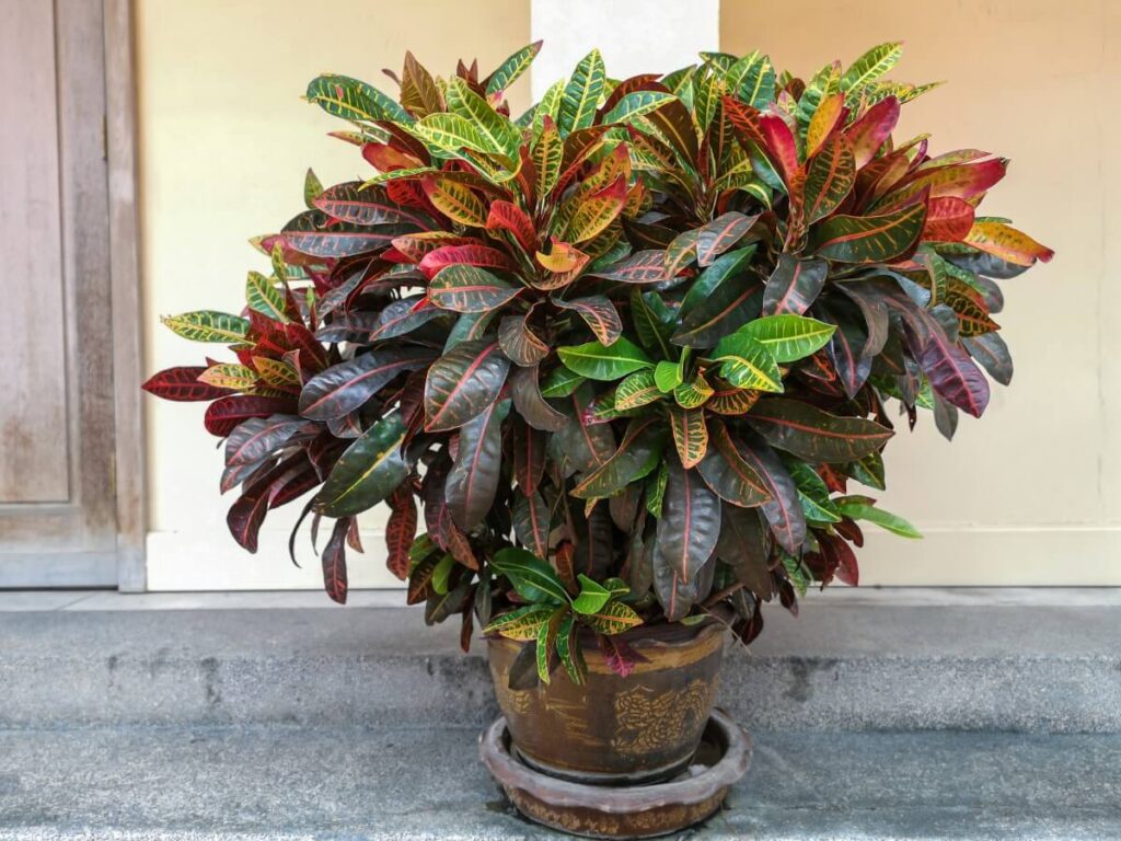 Where to Place Croton Plants Outdoors