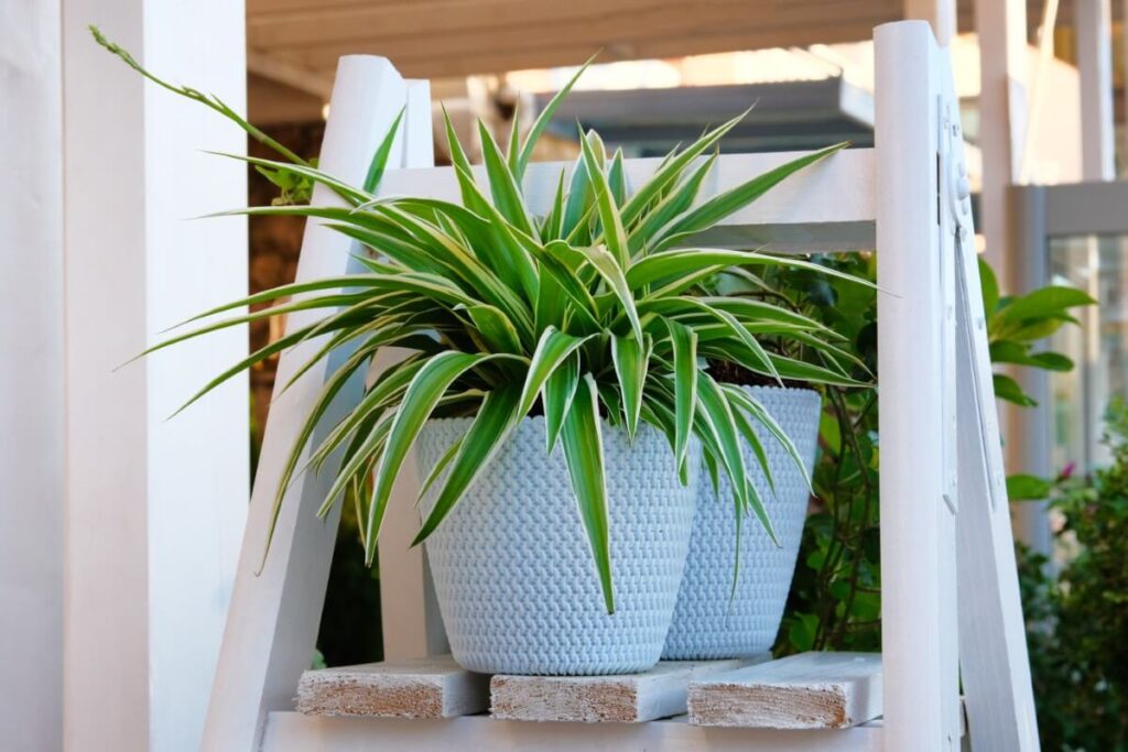 Where to place spider plants outdoors