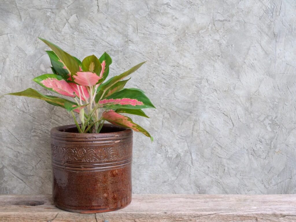 Where to place Chinese evergreens in the home