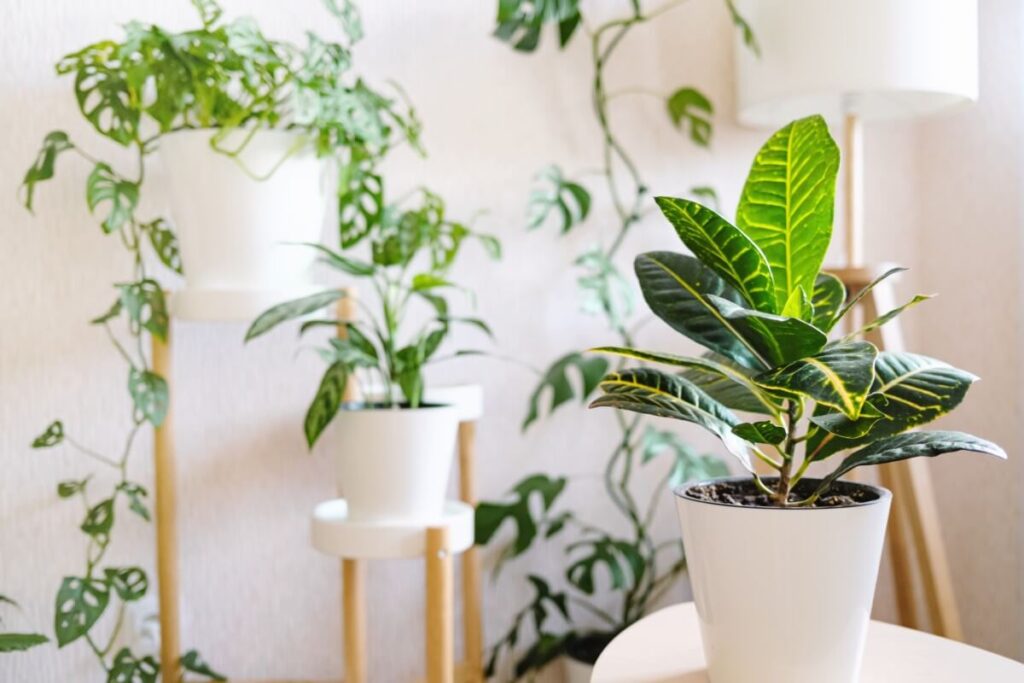 Where to place croton plants in the home