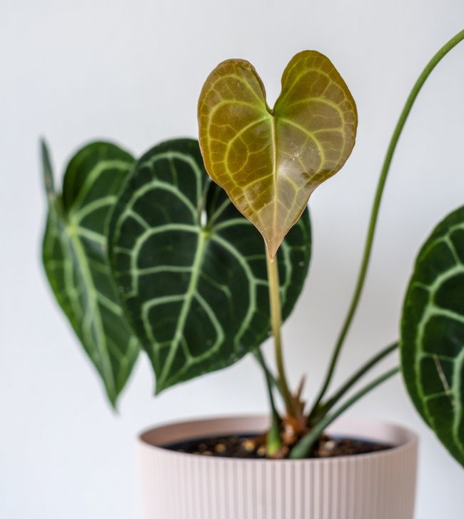 anthurium clarinervium foliage