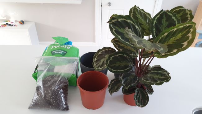 equipment for replanting a calathea houseplant
