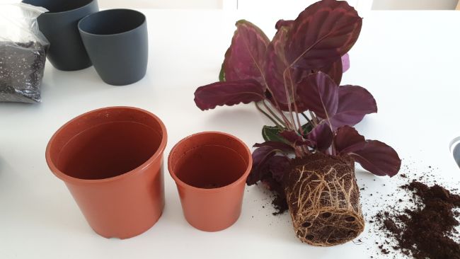 replant a calathea houseplant